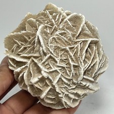 378G Rosa del Deserto Naturale