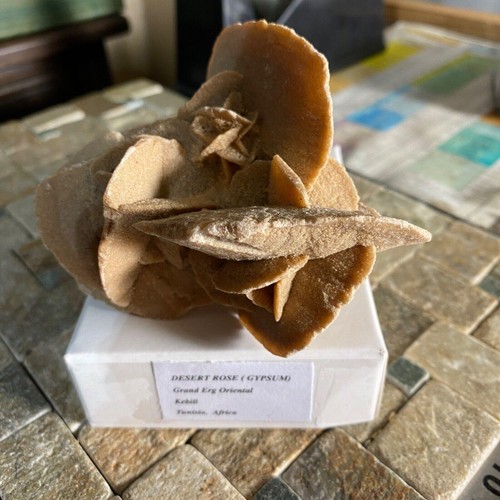 Desert rose gypsum - rose, attractive