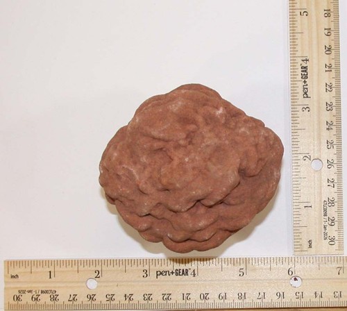 Desert rose esemplare - desert,