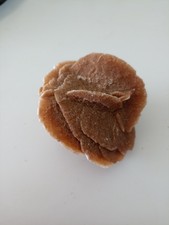 Rosa del deserto Splendida