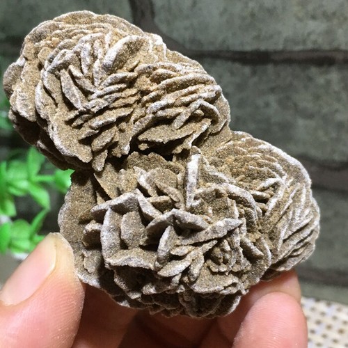 Desert rose selenite pietra - desert,
