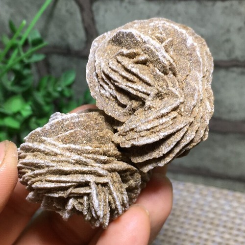 75g rosa del - rosa, deserto