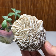 Rosa del deserto naturale 80