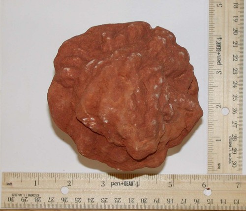 Desert rose esemplare - rose,
