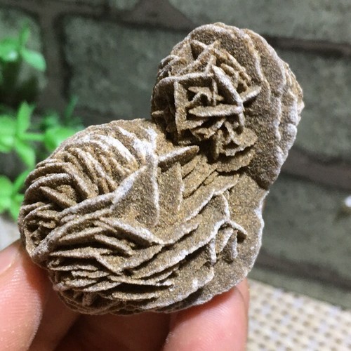 Desert rose selenite pietra - desert,