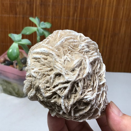 Rosa del deserto naturale - , 90
