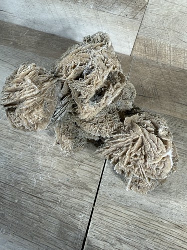 Grande rosa naturale del