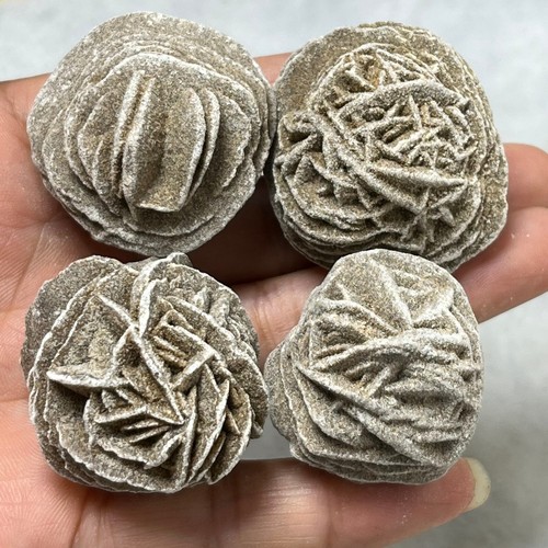 Desert rose selenite esemplare - rose,