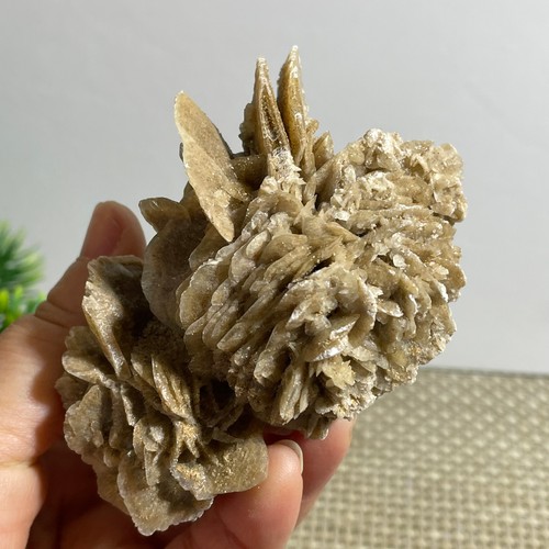 148g rosa del - deserto, selenite
